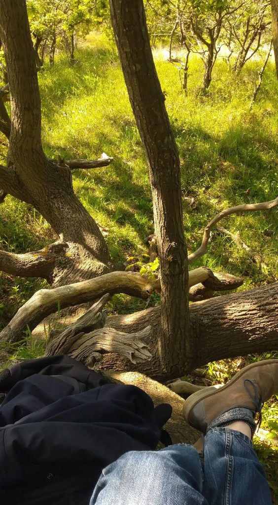 Sitting in a tree in nature.