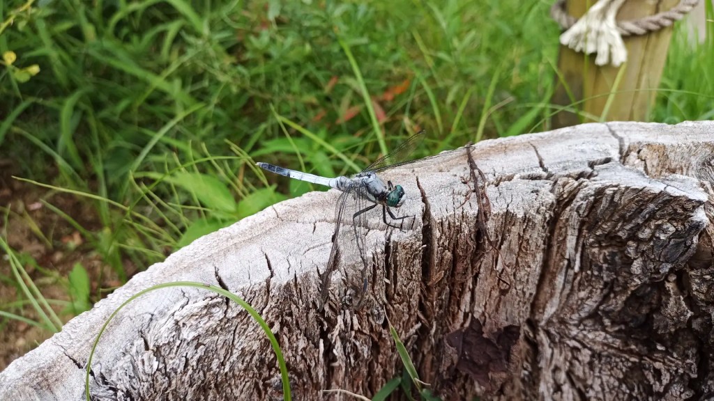 A closeup of a dragonfly on a tree stump.