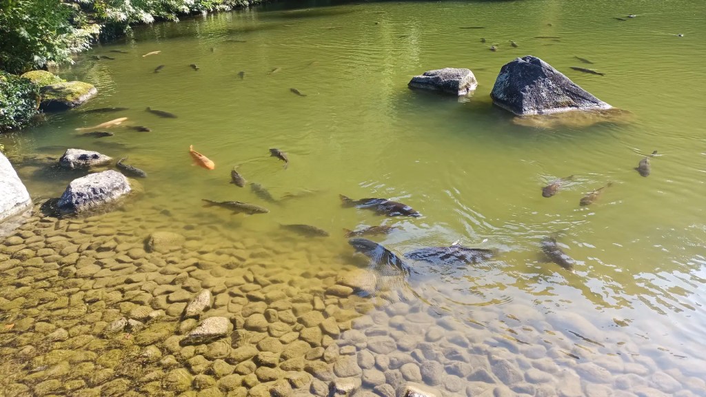 A pond with carp in it in the garden of Naritasan Temple. It looks green and natural.